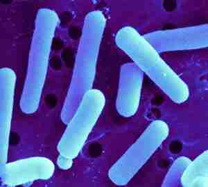 Lactobacillus-reuteri